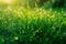 Sunlit Dew Drops on Vibrant Green Grass