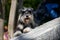 A sunlit dog of the Standard Schnauzer breed leaned on the curb