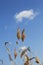 Sunlit dry reed with seed head and blue sky with cloud at background