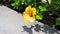 Sunlit Elegance: Shadows of yellow flower, Hibiscus rosa-sinensis