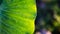 Sunlit Elephant Ear plants, also known as Colocasia and Taro with morning natural sunlight