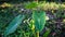 Sunlit Elephant Ear plants, also known as Colocasia and Taro with morning natural sunlight