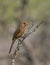 Sunlit Female Northern Cardinal Perched on a Dry Branch with Lichen