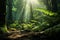 Sunlit Fern-Covered Forest Floor