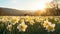 A sunlit field of daffodils, AI Generative