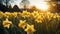 A sunlit field of daffodils, AI Generative