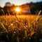 Sunlit field of fresh green grass with dew drops close-up. Generative AI