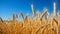 Sunlit field of ripe, golden wheat ready for harvesting