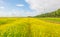 Sunlit field with yellow rapeseed below a blue cloudy sky