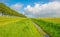 Sunlit field with yellow rapeseed below a blue cloudy sky