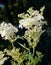 Sunlit Filipendula ulmaria inflorescences