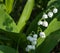 Sunlit flower of the lily of the valley