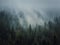 Sunlit foggy fir forest background. Peaceful and moody scene with haze clouds moving above the coniferous trees. Natural landscape