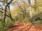 Sunlit footpath in autumn woodland with orange and golden leaves against a bright blue sky