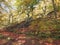 Sunlit footpath in autumn woodland with orange and golden leaves against a bright blue sky