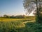 Sunlit footpath - Field of Rapeseed Flowers