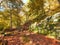 Sunlit footpath next to a moss covered stone wall in autumn woodland with orange and golden leaves against a bright blue sky