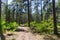 Sunlit footpath in a pine tree forest