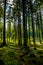 Sunlit Forest on Hill in Austria