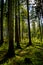 Sunlit Forest on Hill in Austria