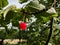 Sunlit fresh cherry full of vitamins hangs on branch with green leaves during sunny summer day