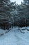 Sunlit Frost: Snowy Pines Amidst Winter\\\'s Radiance. Garciema Pludmale, Latvija