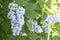 Sunlit gentle purple bloom branch of lilac among green foliage and flowers. Image with soft focus