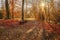 Sunlit glade in old park in autumn, wooden benches, october morning. Golden landscape. Autumn mood and solitude concept