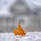 Sunlit golden leaf on top of fresh snow in winter