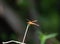 Sunlit Golden-Winged Skimmer Dragonfly Perched on a Dried Branch shown in Profile