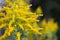 Sunlit Goldenrod, on an Autumn Evening