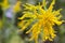 Sunlit Goldenrod Close Up in the Woods