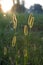 Sunlit grass background