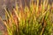 Sunlit Grasses in front of a historic building