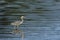 Sunlit Great Blue Heron, Wading, Blue Hour