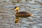 Sunlit great crested grebe swimming on lake