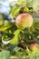 Sunlit green apples on a tree