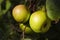 Sunlit green apples on a tree