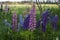 Sunlit green field with multicolored luxurious flowers growing on it