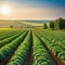 Sunlit green field of potato crops in a