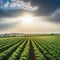 Sunlit green field of potato crops in a