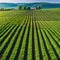 Sunlit green field of potato crops in a