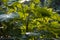 Sunlit Green folios with long stem