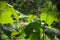 Sunlit Green folios with long stem