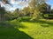 Sunlit Green Grass in the Neighborhood