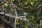 Sunlit Green Kingfisher on Branch Calling