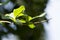 Sunlit green leafs in spring