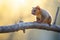 sunlit kinkajou stretching on a branch at sunrise