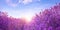 Sunlit lavender field under sky, banner design