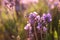 Sunlit lavender flowers outdoors, closeup view